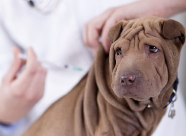 Vaccinazioni del cane
