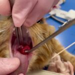 Polipo nasale gatto 5 mesi