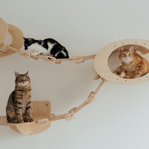 Casa Cat-Friendly