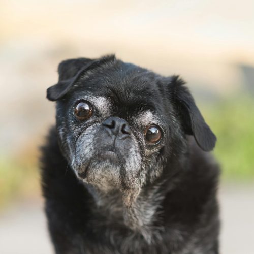 Cane Anziano con Disfunzione Cognitiva